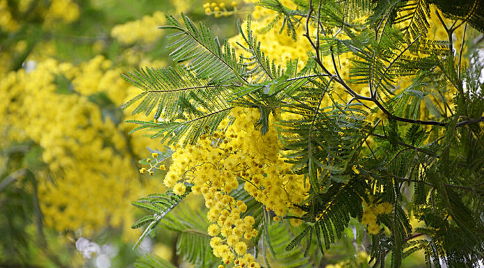 How to Grow Acacia dealbata in Your Garden Acacia dealbata mimosa tree