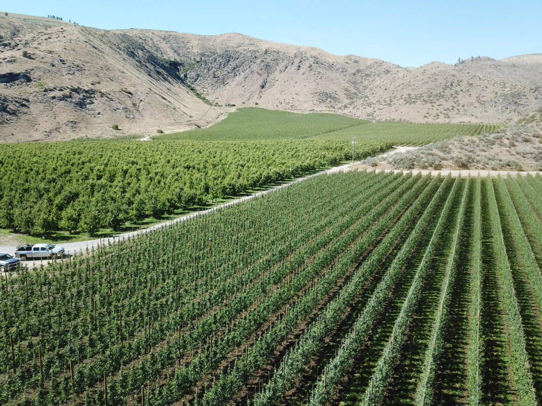 Daybreak Organic Pear & Apple Orchard (1)
