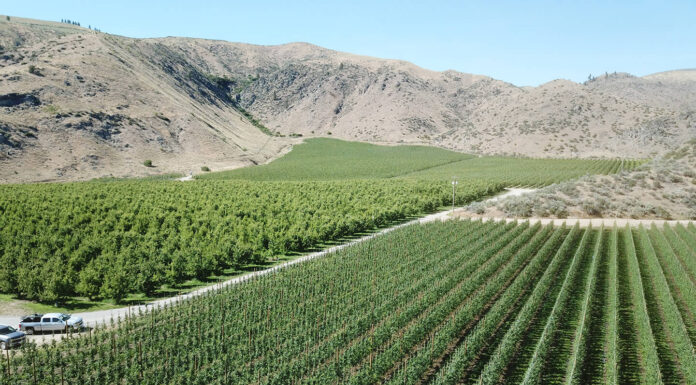 Farmland: The Untapped Blue-Chip Real Estate Market Daybreak Organic Pear & Apple Orchard (1)