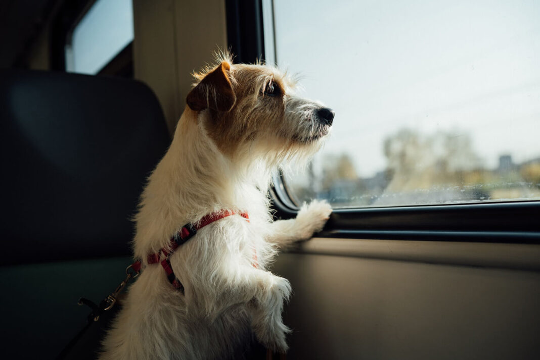 Traveling with your dog