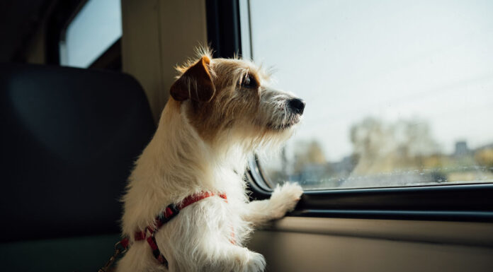 10 Genius Tips for Traveling With Your Dog Traveling with your dog