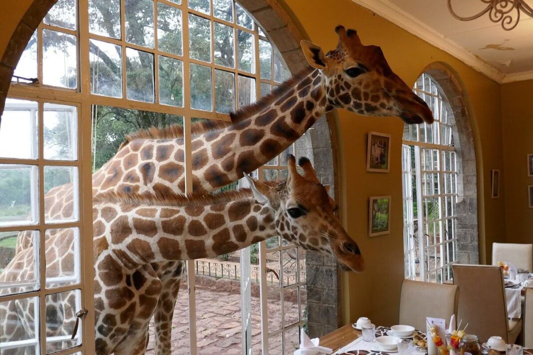 Giraffe Manor, Nairobi, Kenya