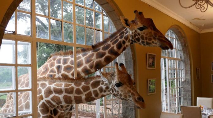 5 Best Hotel Views in the World Giraffe Manor, Nairobi, Kenya