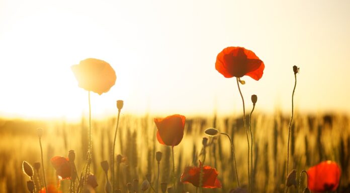 How to Take the Perfect Photos of Your Home and Garden photos of home and garden