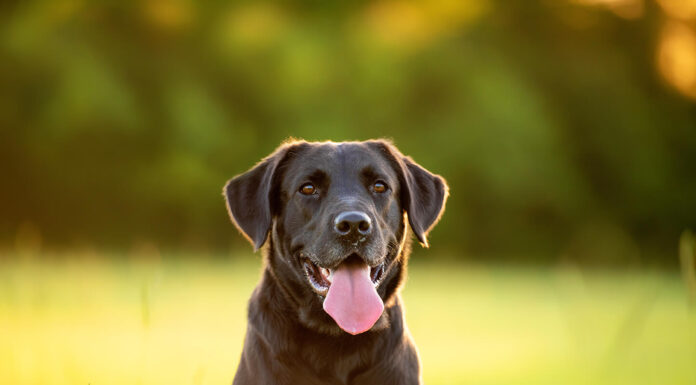 Which Imodium Dosage is Good for Dogs? chocolate Lab