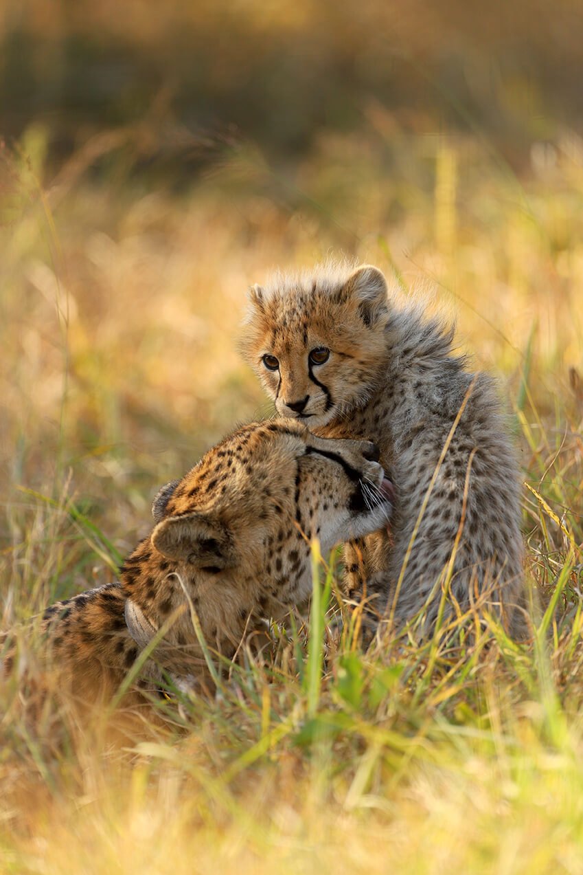 Cheetah mom and cub. Photo courtesy of Thanda / by Christian Sperka Cheetah mom and cub. Photo courtesy of Thanda / by Christian Sperka