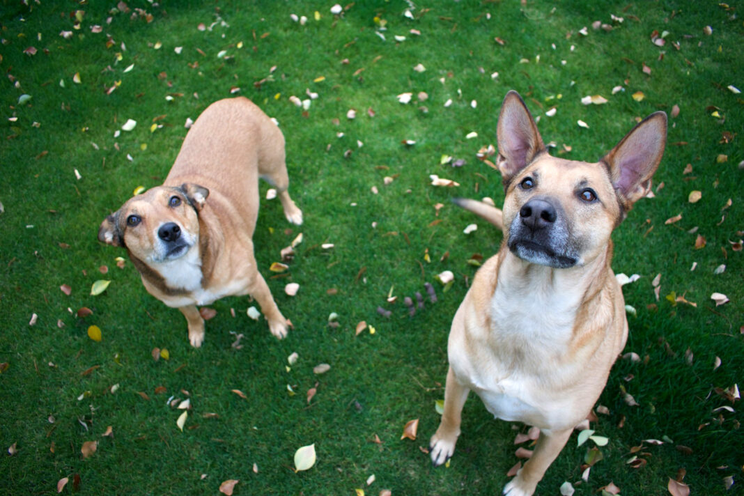 Playing with our Dogs which makes us feel happy