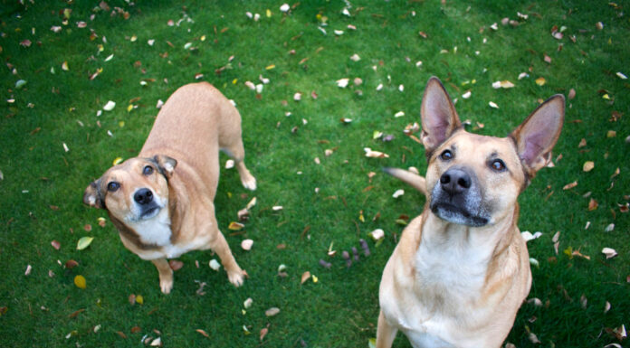 Why Dogs Make Your Lifestyle More Meaningful and Fulfilling Playing with our Dogs which makes us feel happy