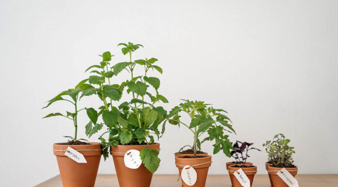 Eco-Friendly Gift Ideas for 2024 Eco-Friendly Gift Ideas for 2024. Photos by pexels-photo-4503273