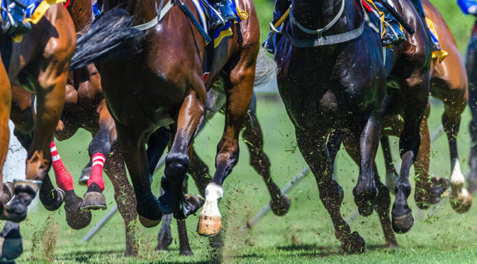 Ones to watch at the 2024 Cheltenham Festival Horse Racing, Cheltenham Festival 2024. Photo via free AdobeStock photos