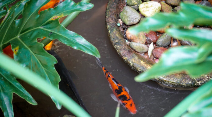 Enhance Your Pond with Fish Pond Fountains Fish Pond Fountain in your backyard. Photo by Magda Ehlers via pexels
