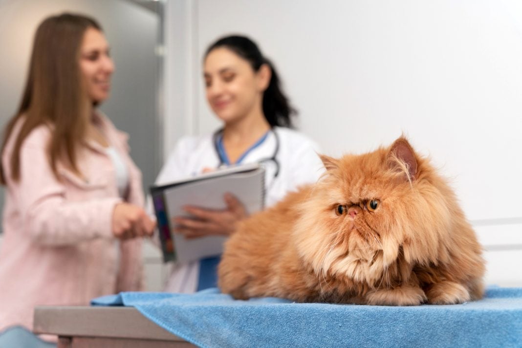 Pet Insurance. Photo via Freepik