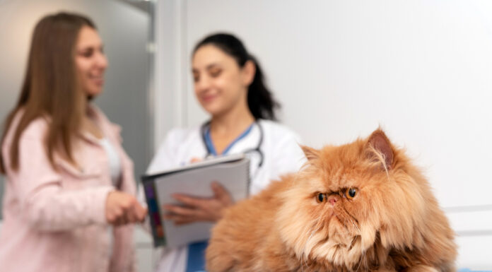 The Surprising Benefits of Having Pet Insurance Pet Insurance. Photo via Freepik