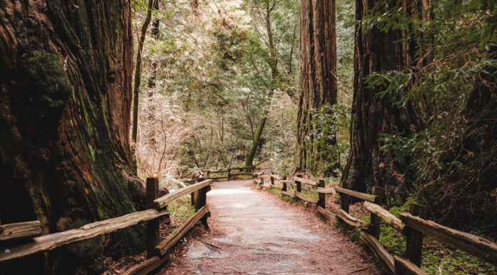 Exciting Retreats in the US for Nature Lovers Seeking Serenity and Adventure US Retreats. Photo via Pexels by Airam Datoon-15888983