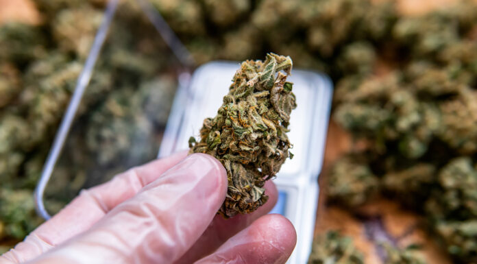 What Is THCA Flower: Health Benefits, Effects, and Products What is THCA Flower