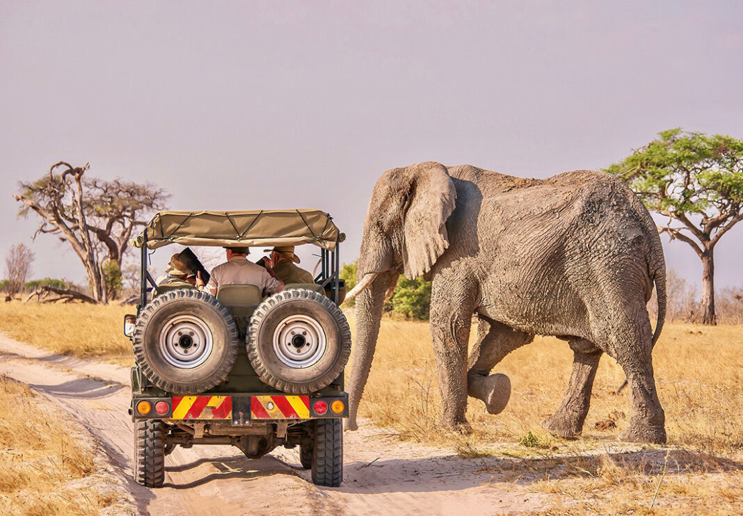 Safari Adventure in Africa. Photo via adobe free stock images