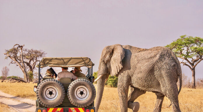 Romantic Safari Adventures: Experiencing Wildlife on Your African Honeymoon Safari Adventure in Africa. Photo via adobe free stock images