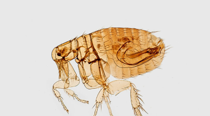Fighting Fleas? 7 Proven Tricks for Quick and Effective Elimination A look at what fleas look like up and close. Photo by CDC via unsplash