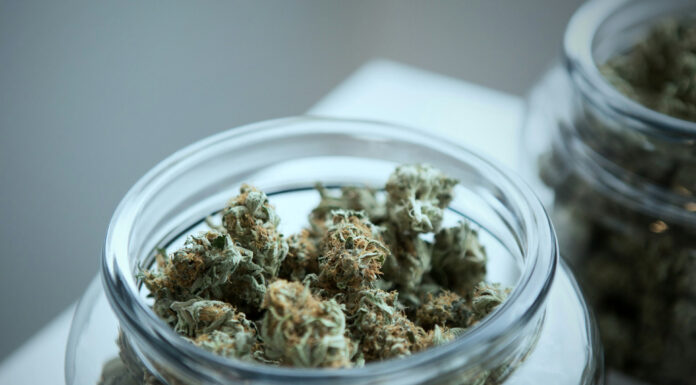 What Are the Best Growing Tips for Cultivating Larry OG to Maximize Its Yield and Potency? Larry OG strain. Photo by budding via unsplash