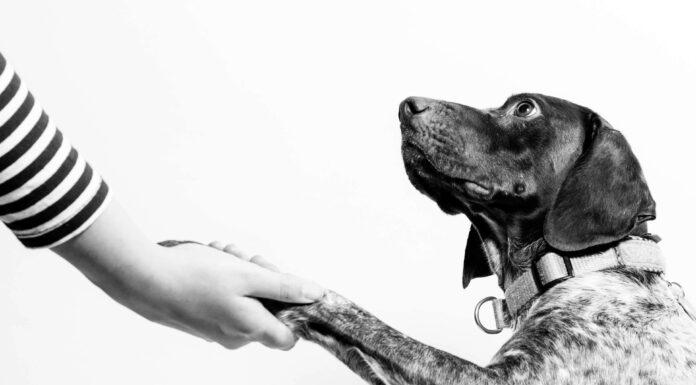 Training Your Dog for Good Behavior: Tips from the Experts Dog training behavior. Photo by Fabian Gieske via unsplash