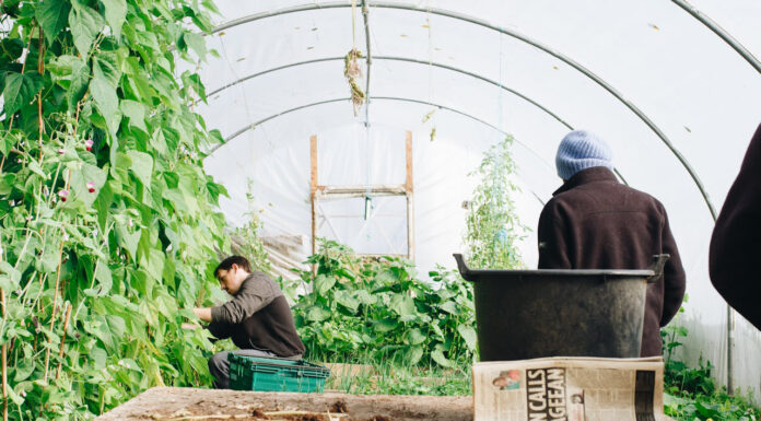 Comprehensive Greenhousing Services: From Installation to Maintenance Green Housing. Photo by Joao Jesus via pexels