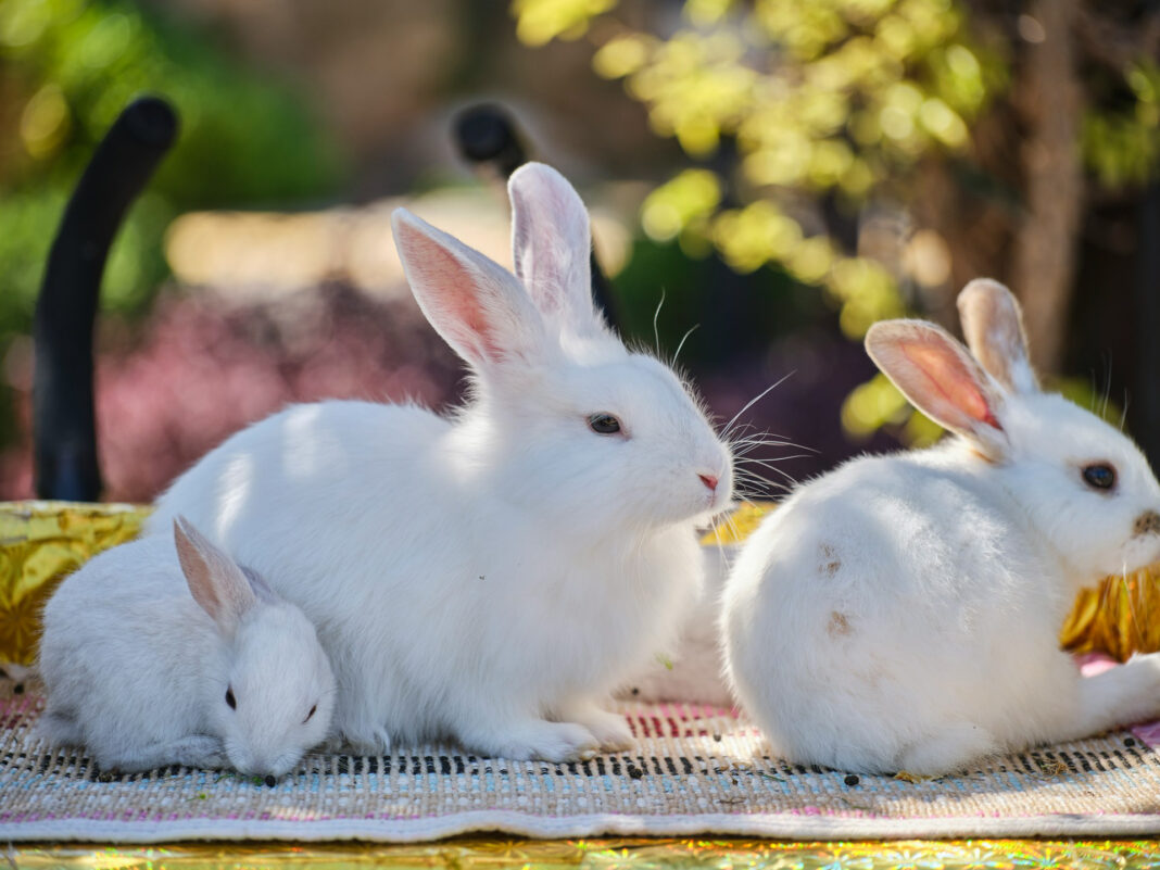 Looking after small animals each season. Photo by Engin Akyurt via unsplash