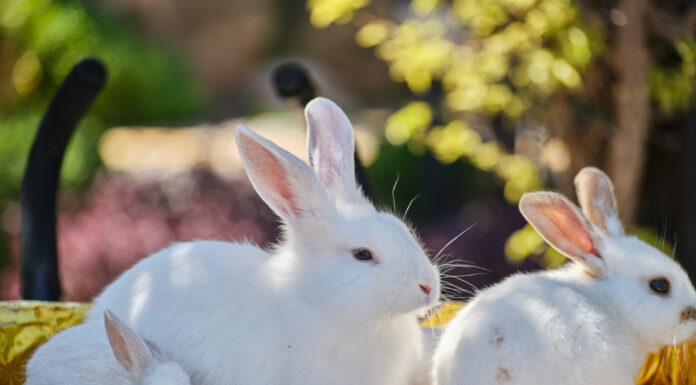 How to Look after your Small Animals in Each Season Looking after small animals each season. Photo by Engin Akyurt via unsplash
