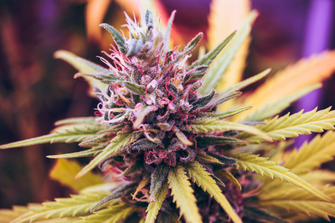 Marijuana Seeds. Photo by Esteban Lopez via unsplash