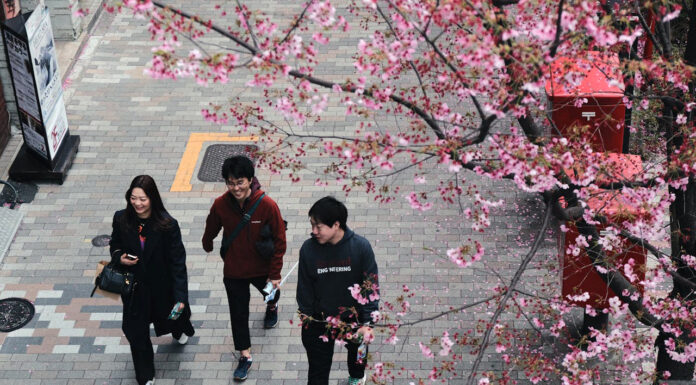 The Role of Trees in Urban Landscapes and How to Care for Them Trees in Urban Landscapes. Photo by Tris Truong via pexels