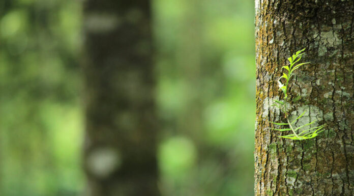 Expert Tree Care Services for Healthy, Beautiful Landscapes Expert Tree Care Services. Photo by Mahima via pexels