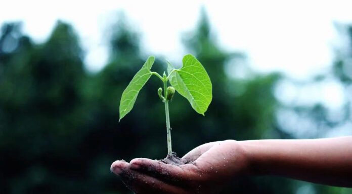 How to Grow Your Own Food Ecologically? Grow your food ecologically. Photo via pexels