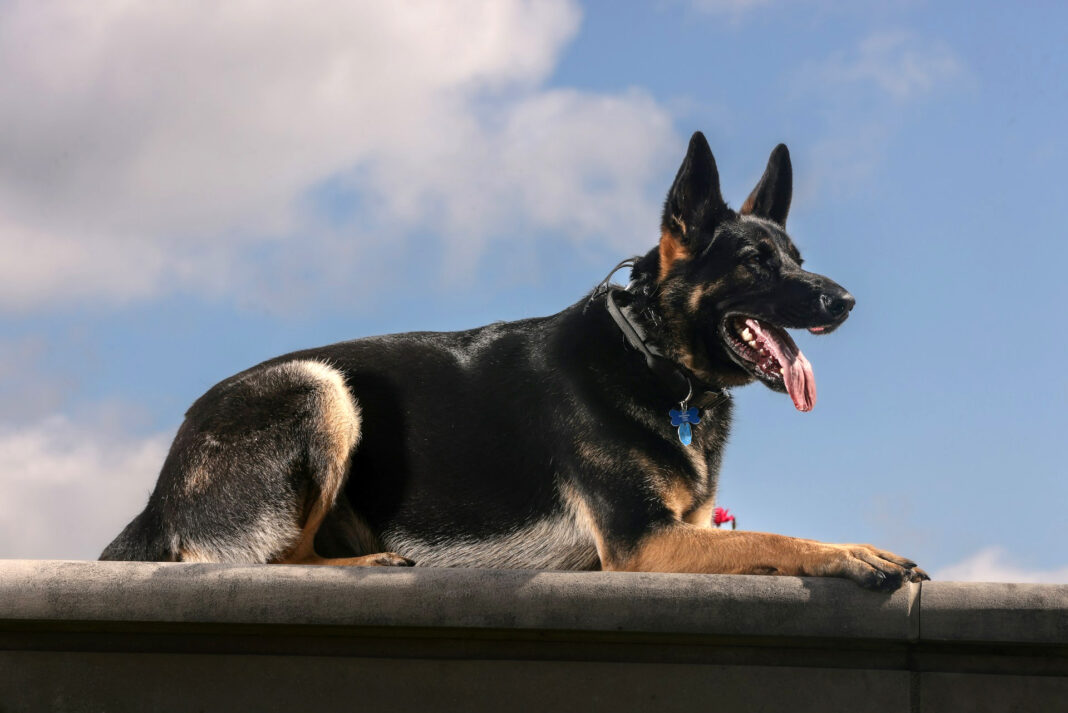 Modern Canine Obedience Remote Training Collars. Photo by Bignsmall Paws317 via unsplash