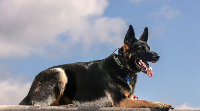 Modern Canine Obedience: Remote Training Collars Modern Canine Obedience Remote Training Collars. Photo by Bignsmall Paws317 via unsplash
