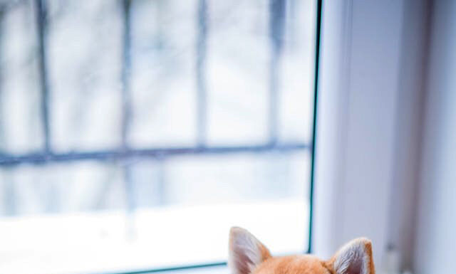 Ultimate Guide to Understanding and Managing Your Dog’s Anxiety Understanding your dog's anxiety. Photo by Valeria Boltneva via pexels