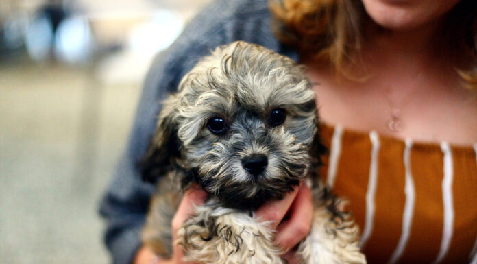 6 Steps to Take When Adopting a Puppy Adopting a puppy. Photo by congerdesign from pixabay