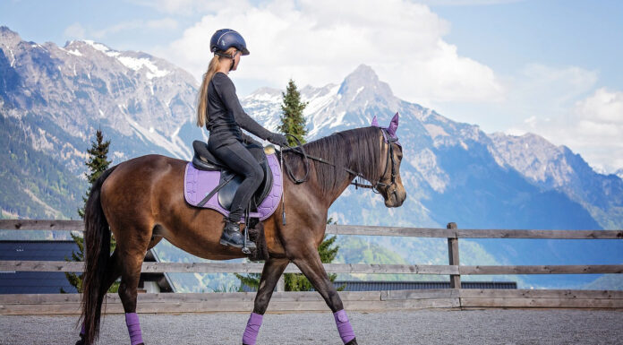 Starting With Horse Riding? Here’s How to Be Fully Prepared Horse Riding. Photo by Petra from Pixabay
