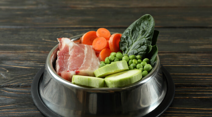 Exploring Premium Pet Nutrition: Trends, Benefits, and High-Quality Feeder Options Premium pet nutrition. Photo by Atlas via adobe stock