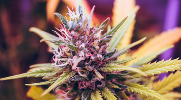 A Beginner’s Guide to Cannabis Strains: Finding Your Perfect Match Cannabis Strain. PHoto by Esteban Lopez via unsplash