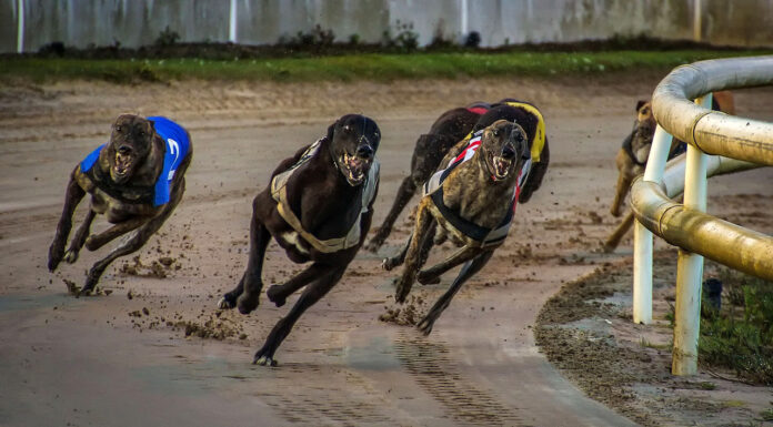 What Makes the Greyhound Derby Such a Prestigious Event? Greyhouse Racing Event. Photo by Bild von Michael auf pixabay