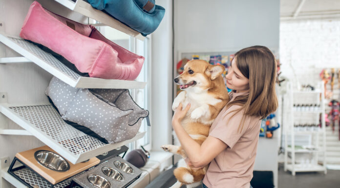 The Role of Bedding in Preventing Common Health Issues in Small Animals small dog bedding. Photo by Zinkevych via adobe