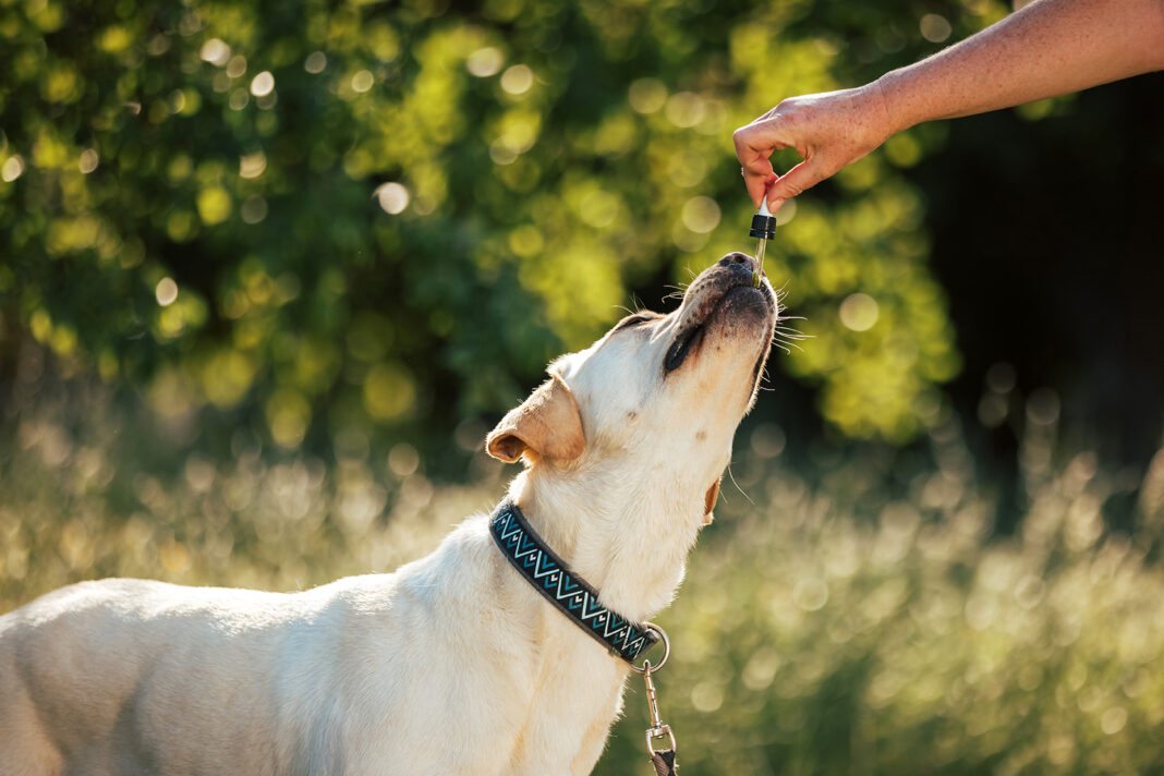 CBD oil for dogs. Photo y 24K-Production via adobe