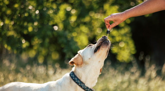 How CBD Oil for Dogs Can Improve Behavior and Promote Relaxation CBD oil for dogs. Photo y 24K-Production via adobe