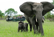 Cape Town Safari Elephant
