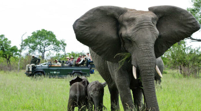 The Top Destinations for a Romantic Safari in Africa Cape Town Safari Elephant