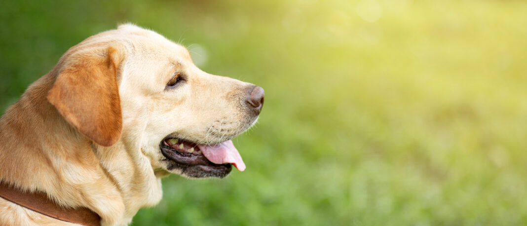 Comprehensive GPS Dog Fence. Photo by methaphum via adobe