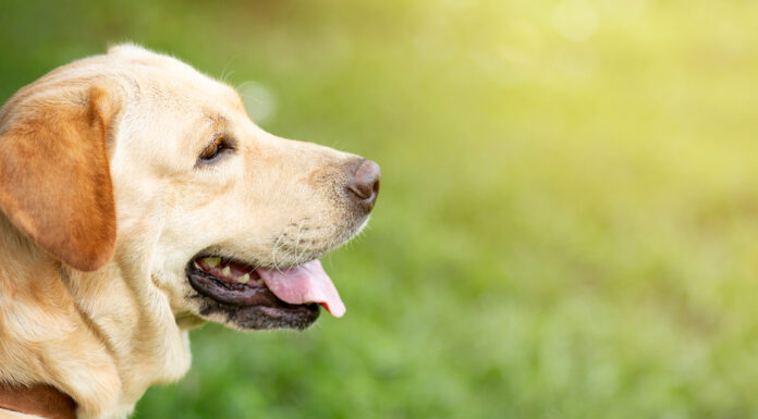 A Comprehensive Guide to GPS Dog Fences: How They Work and Why They’re Worth It Comprehensive GPS Dog Fence. Photo by methaphum via adobe