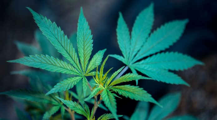 Hash vs. Kief: Which Concentrates Should You Choose? Kief vs hash cannabis plant. Image by Roberto Valdivia via unsplash