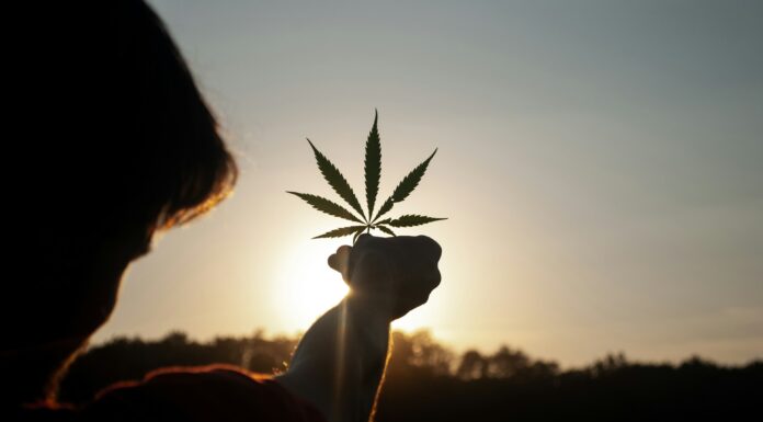 Understanding Florida’s Cannabis Testing Standards Cannabis. Image by David Gabric via unsplash