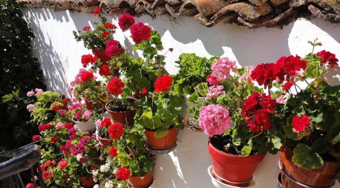 A Touch of Elegance: Bringing Beauty to Your Doorstep Elegance on your doorstep. Image by pixabay