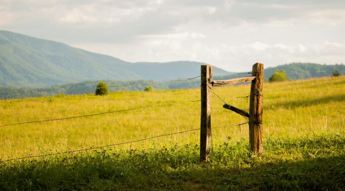 Experiencing Cades Cove Loop Road: A Journey Through History and Natural Beauty Experience Cades Cove Loop Road. Image by Michael Chambers via Unsplash